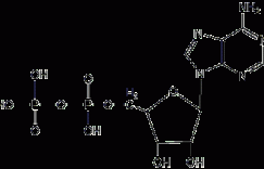 腺苷5'-二磷酸结构式