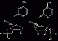 尿苷酸结构式