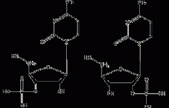 尿苷酸结构式